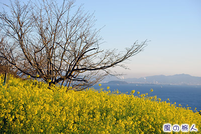毘沙ノ鼻　最西端の地の菜の花の写真
