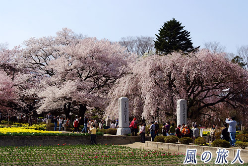 実相寺の桜と花壇の写真
