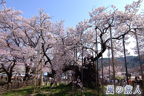 神代桜の写真