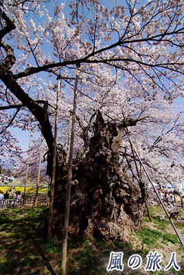神代桜の基幹の写真