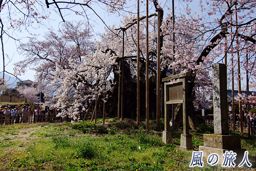天然記念物の石碑と神代桜の写真