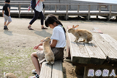大久野島のウサギの写真