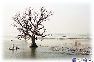 旅の情景スケッチ　ミャンマーの鴨飼いの写真