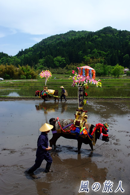 飾り牛と農村風景　原東大花田植2015年の写真