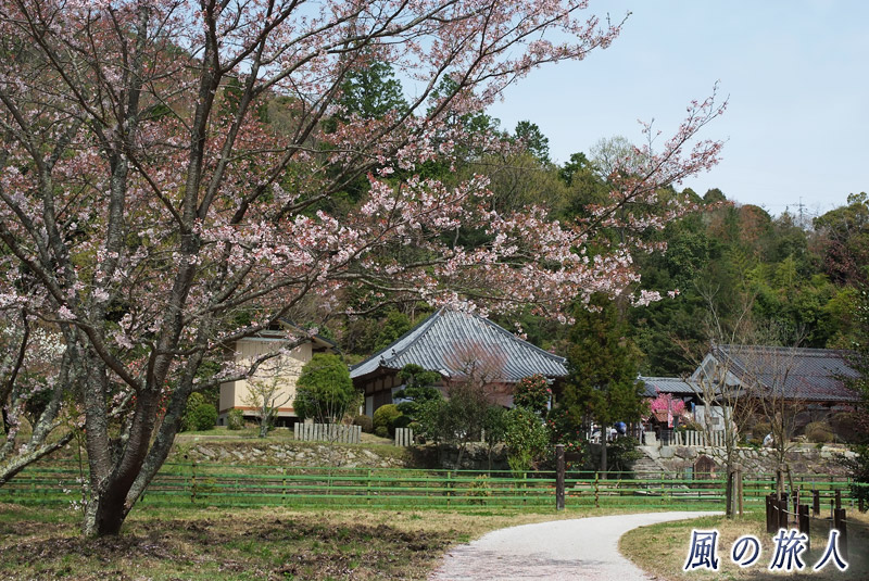 桜と本堂　棲真寺まつり2015年の写真