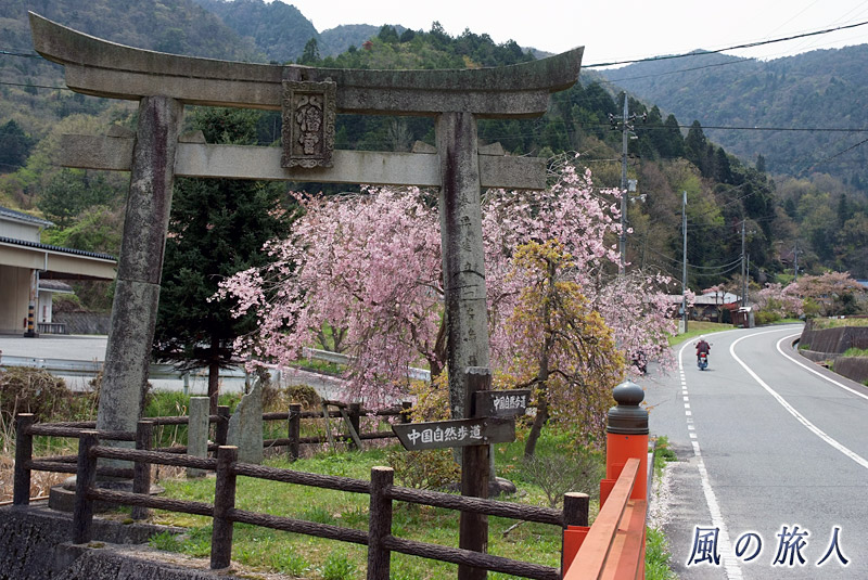 鳥居と枝垂れ桜　御調八幡宮春季例祭2015年の写真