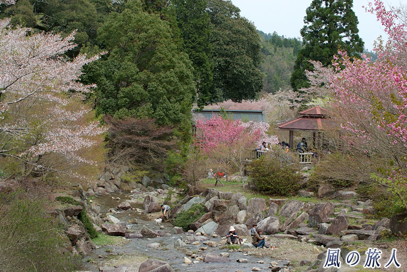 神社下の河川敷　御調八幡宮春季例祭2015年の写真