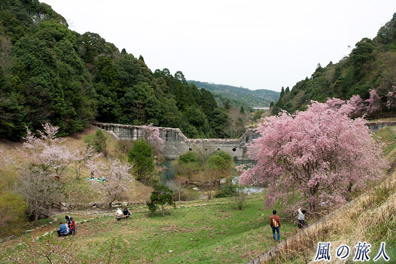 砂防ダムと桜　御調八幡宮春季例祭2015年の写真