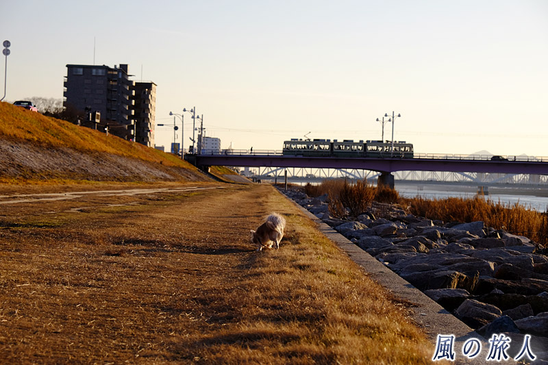 犬と路面電車　冬の新己斐橋2016の写真