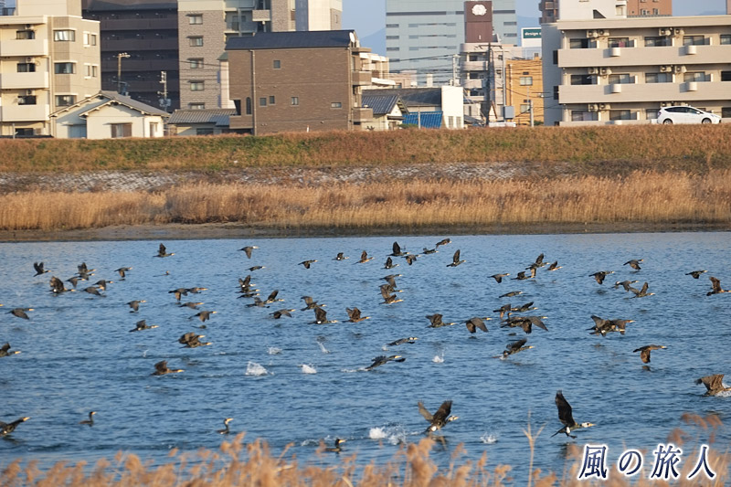 太田川放水路にやってきた鵜の大群　鵜の大群と路面電車の写真