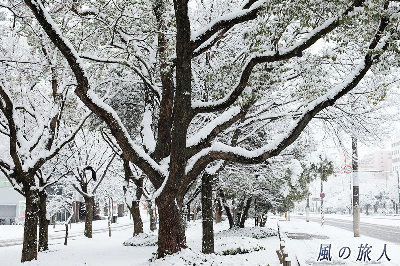 雪景色の平和大通りの木々　大雪の日2017の写真