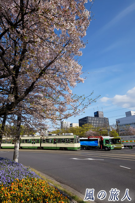 つばぜり合い　桜の時期の平和大通りの写真