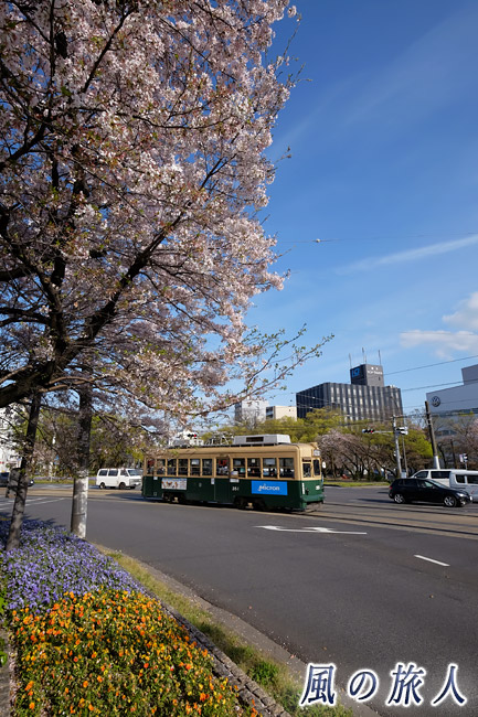 花壇と桜と路面電車　桜の時期の平和大通りの写真
