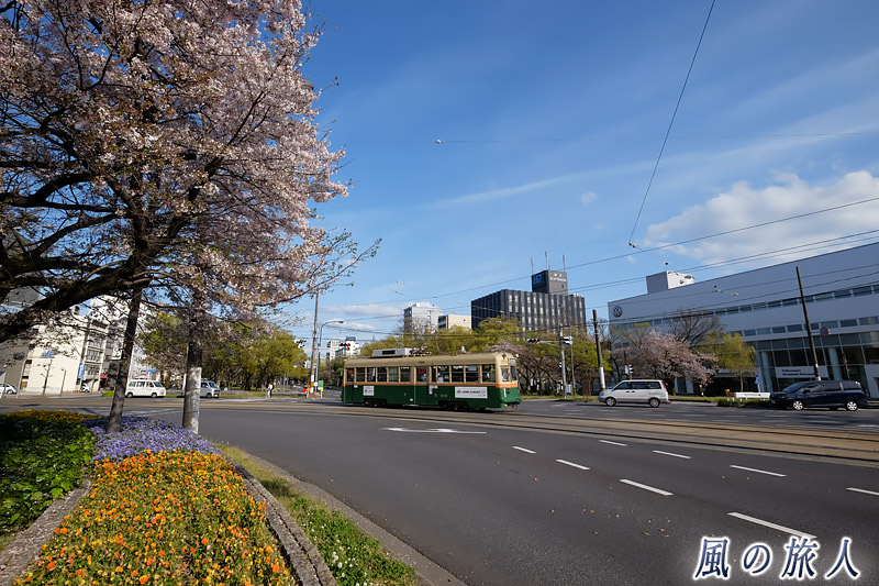 桜のある交差点と路面電車　桜の時期の平和大通りの写真