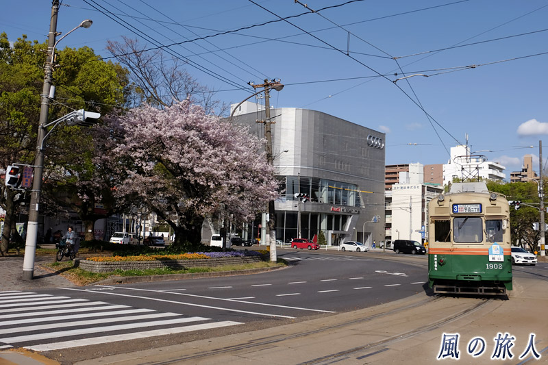 交差点の桜と路面電車　桜の時期の平和大通りの写真