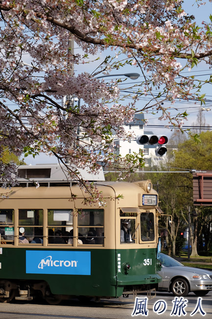 桜と351号　桜の時期の平和大通りの写真