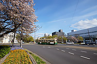 桜の時期の平和大通りのサムネイル
