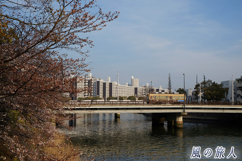 咲きかけの桜と橋を渡る電車　桜の時期の横川駅と新横川橋の写真