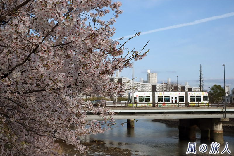 フラワー号と桜　桜の時期の横川駅と新横川橋の写真