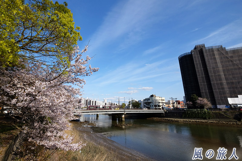 桜の時期の新横川橋　桜の時期の横川駅と新横川橋の写真