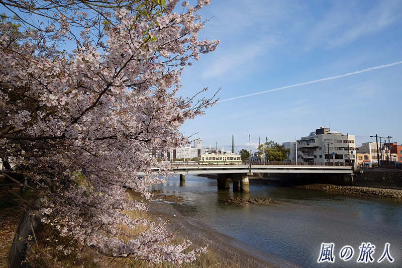 桜と新横川橋を渡る電車　桜の時期の横川駅と新横川橋の写真