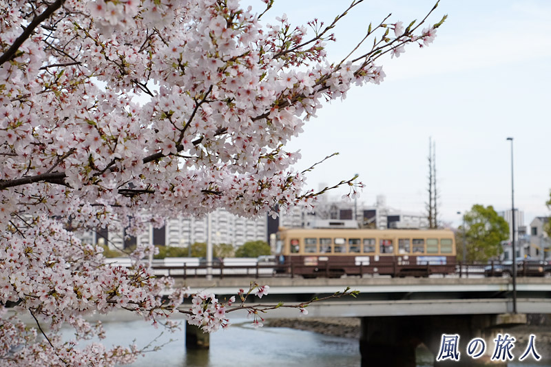 薄曇りの中の桜　桜の時期の横川駅と新横川橋の写真
