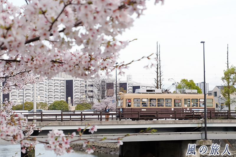 路面電車とスナップ　桜の時期の横川駅と新横川橋の写真