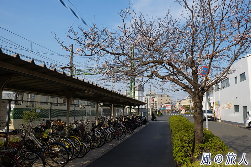 駐輪場横の桜　桜の時期の江波車庫の写真