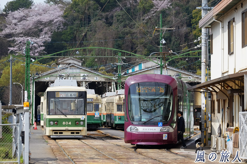 赤い電車と桜　桜の時期の江波車庫の写真
