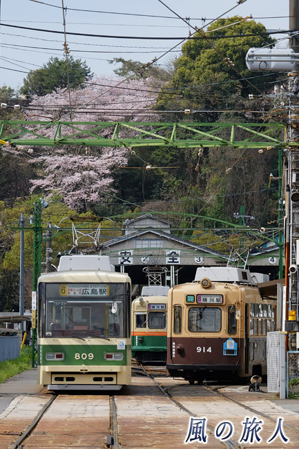 記念撮影　桜の時期の江波車庫の写真