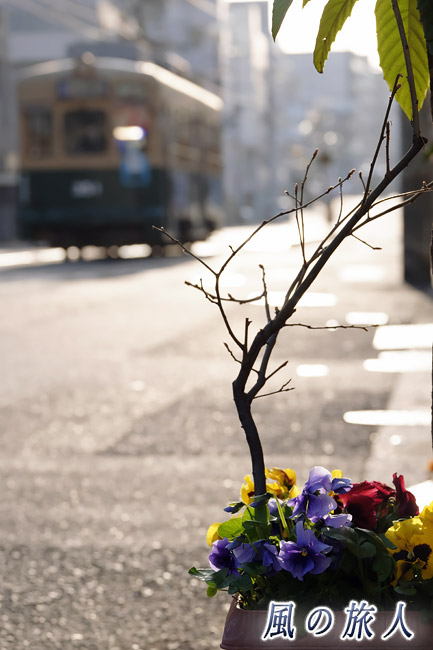 植木鉢の花　朝日が通る天満町の写真