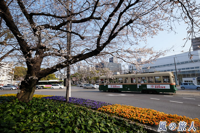 交差点に咲く桜と花壇　桜の時期の平和大通りの写真