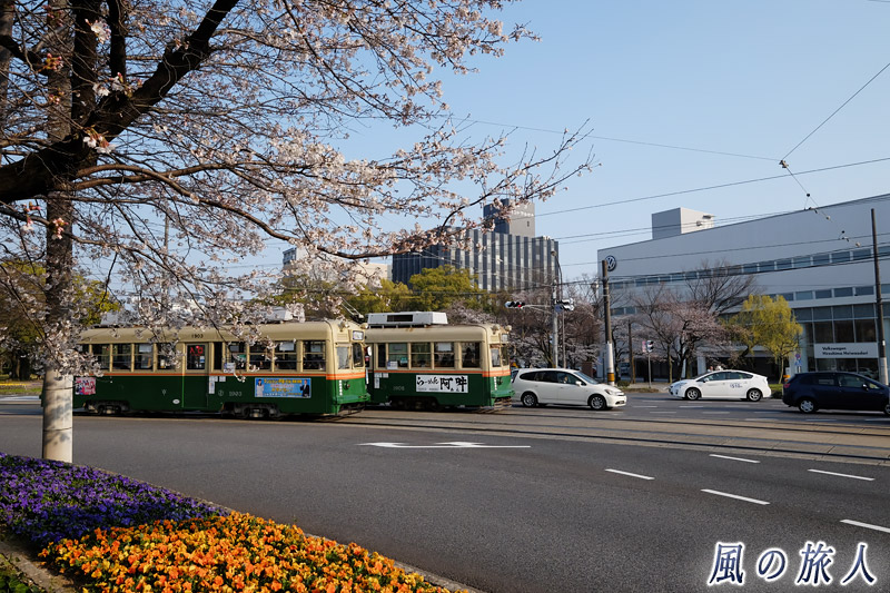 桜と路面電車２　桜の時期の平和大通りの写真
