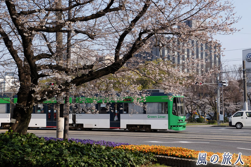 桜と路面電車１　桜の時期の平和大通りの写真