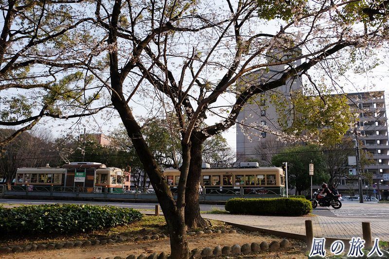 福島町電停　桜の時期の平和大通りの写真