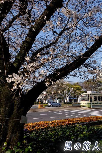 朝の様子　桜の時期の平和大通りの写真