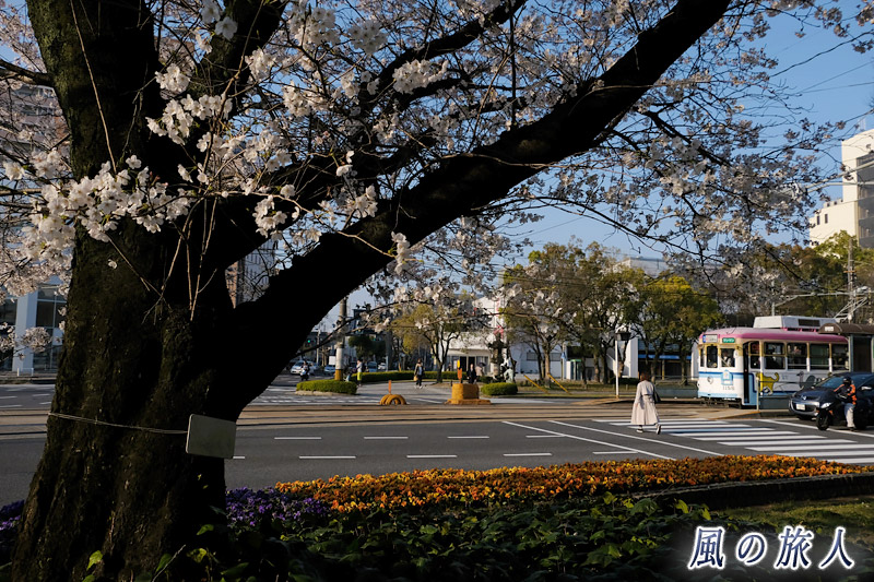 朝の交差点　桜の時期の平和大通りの写真
