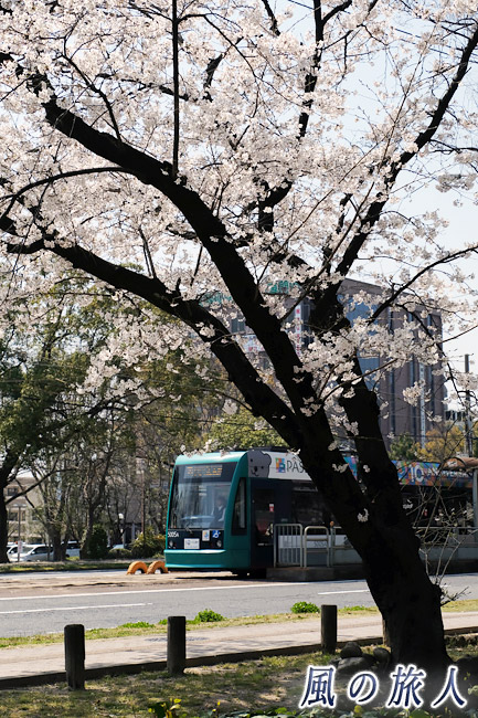 福島町電停を出発　桜の時期の平和大通りの写真