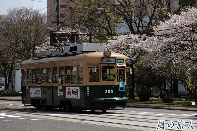 桜を背景に　桜の時期の平和大通りの写真