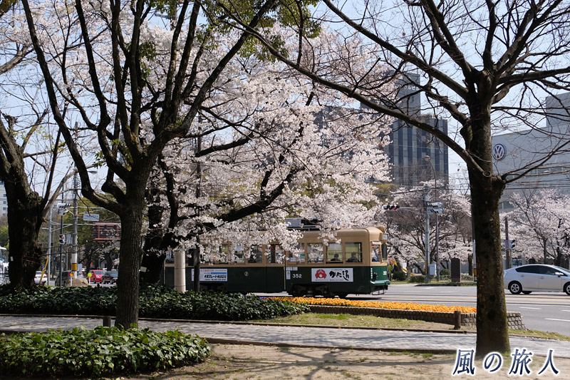 西観音町電停東交差点　桜の時期の平和大通りの写真