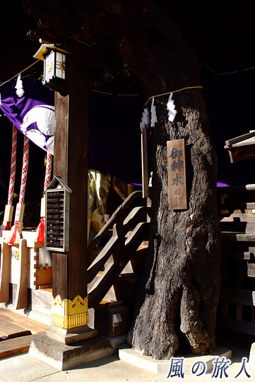 御神木と拝殿　子之神社のオマトの写真