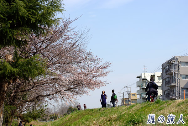 多摩川の土手　二ヶ領せせらぎ館　多摩川桜のコンサートの写真
