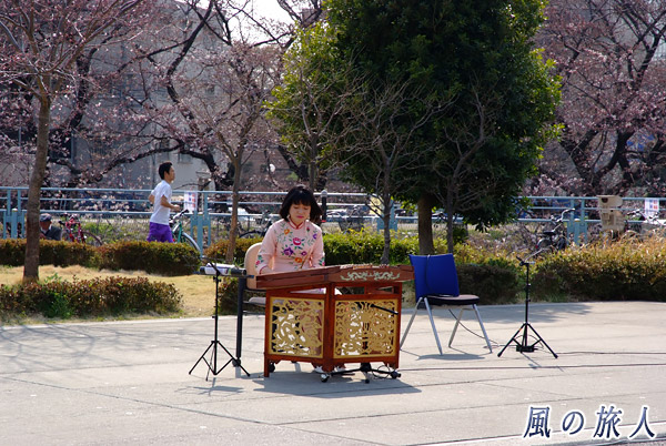 揚琴の演奏　二ヶ領せせらぎ館　多摩川桜のコンサートの写真