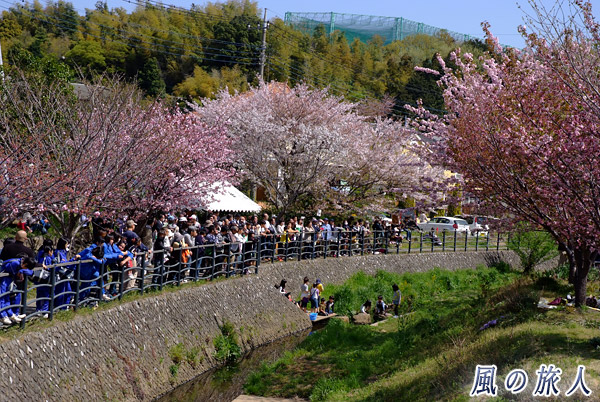 平瀬川と桜　平瀬川桜祭りの写真