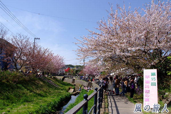 平瀬川の桜の風景　平瀬川桜祭りの写真