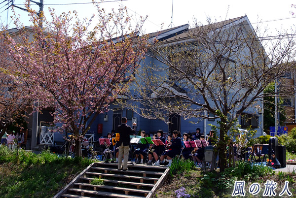 菅生中学校の吹奏楽　平瀬川桜祭りの写真