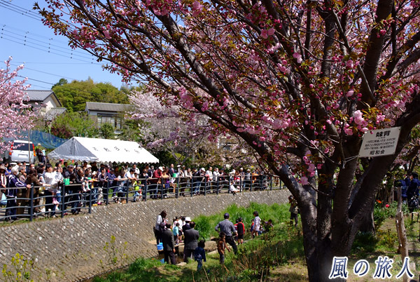 里桜と平瀬川　平瀬川桜祭りの写真