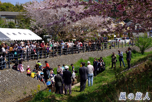 式典と鮎の放流　平瀬川桜祭りの写真