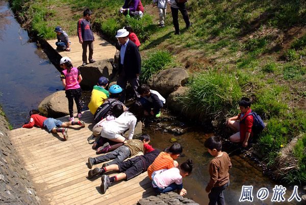 川をのぞき込む子供たち　平瀬川桜祭りの写真
