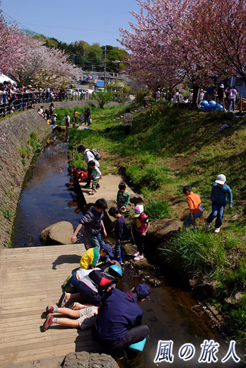 川と子供たち　平瀬川桜祭りの写真